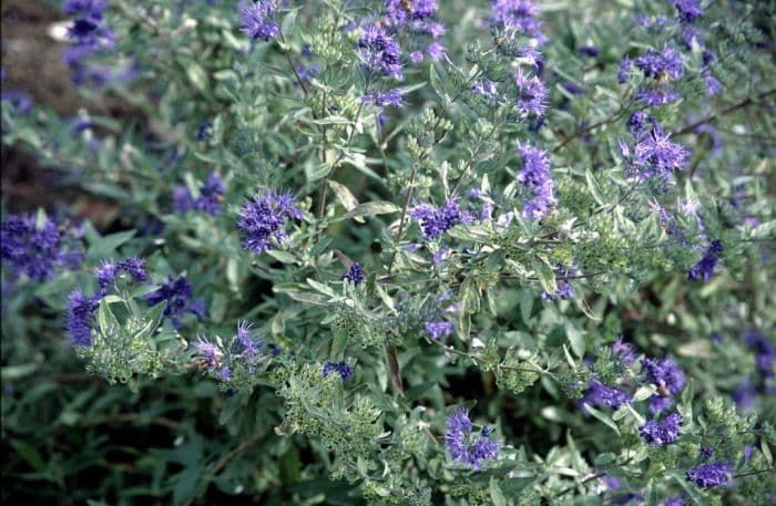 bluebeard 'Kew Blue'