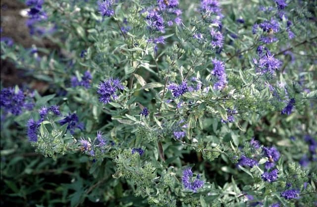 Bluebeard 'Kew Blue'