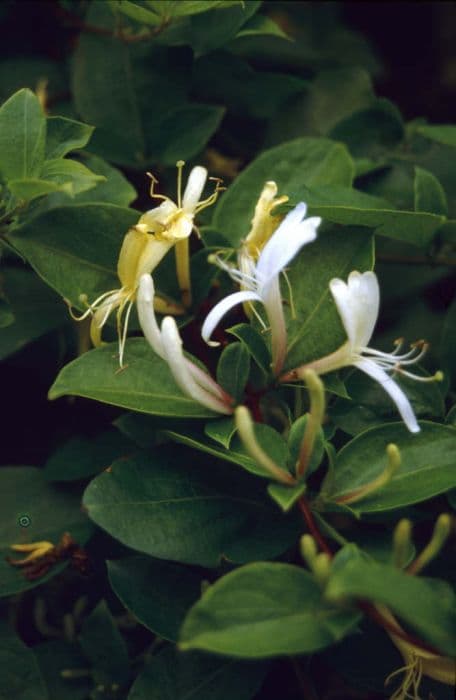 Hall's Japanese honeysuckle