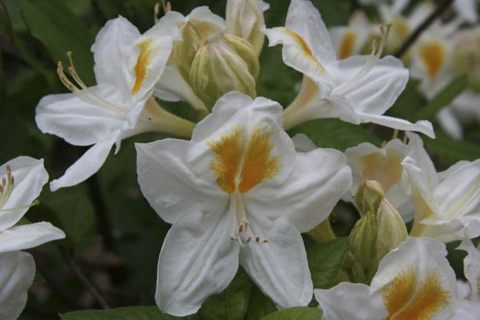 rhododendron 'Persil'