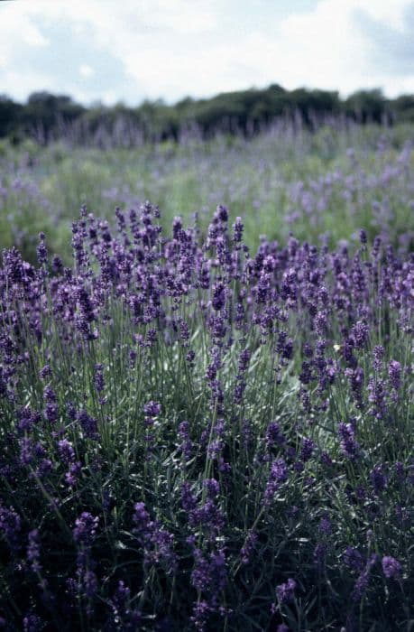 English lavender 'Hidcote'