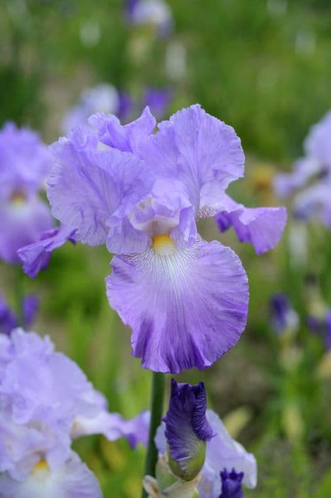 iris 'Annabel Jane'