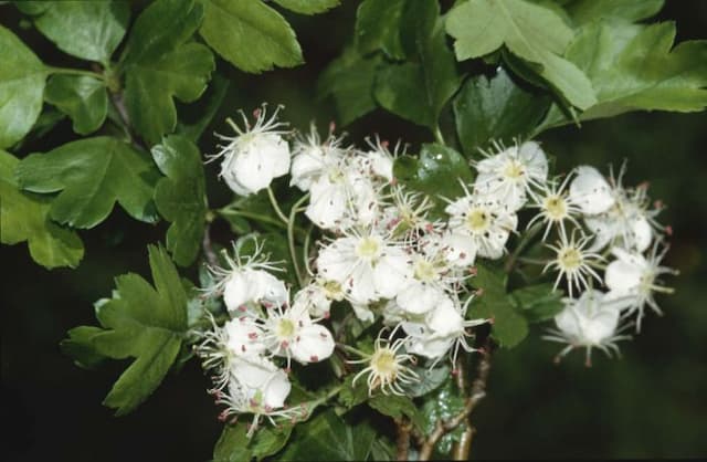 Midland hawthorn