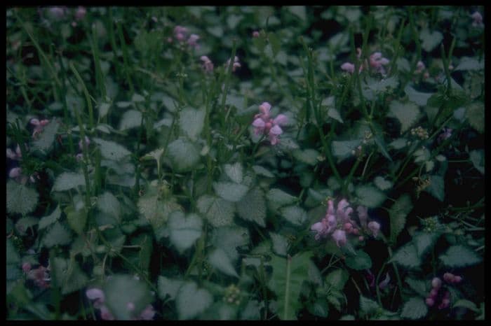 spotted deadnettle 'Pink Pewter'