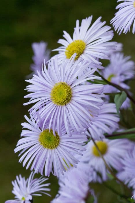 fleabane 'Quakeress'