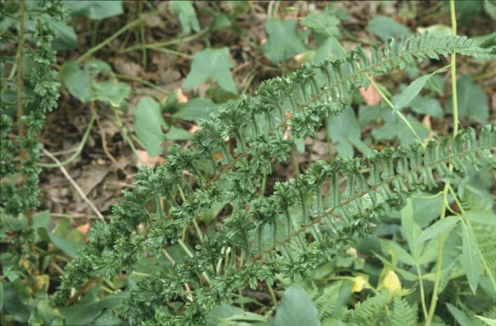 scaly male fern 'Cristata Angustata'