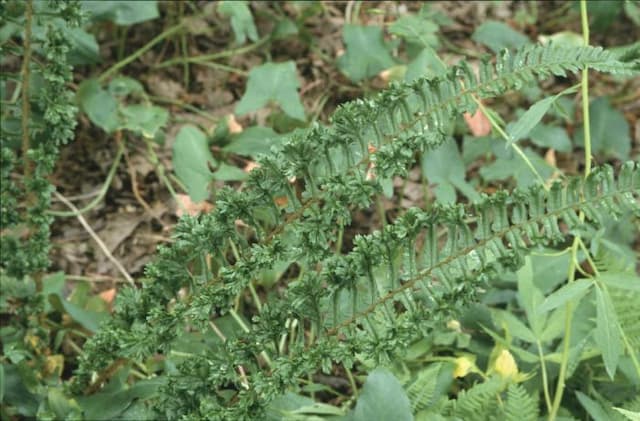 Scaly male fern 'Cristata Angustata'