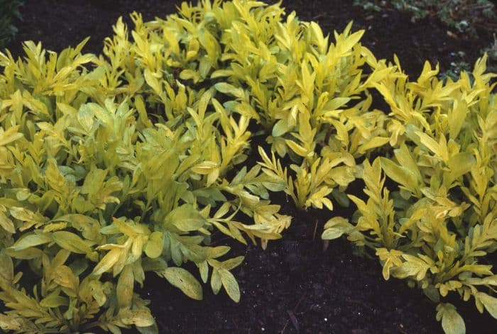 golden spikenard 'Aurea'