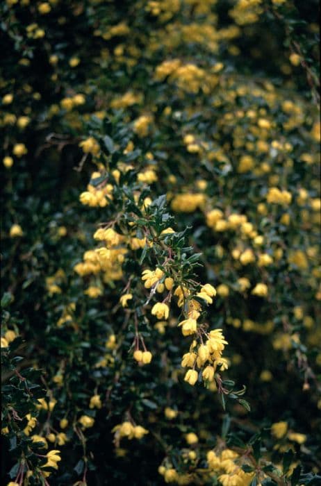 golden barberry