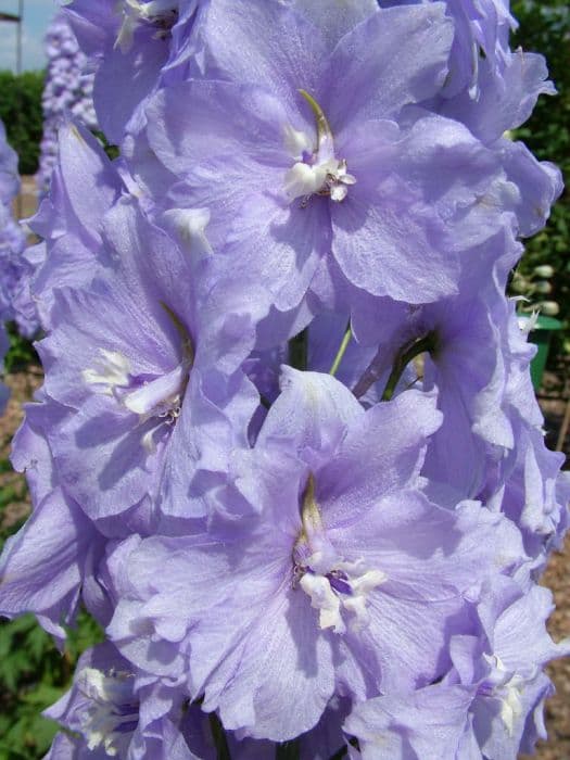 delphinium 'Gillian Dallas'