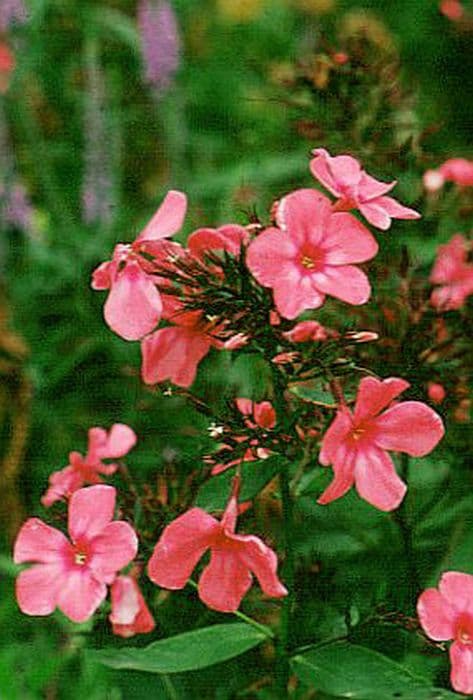 perennial phlox 'Brigadier'