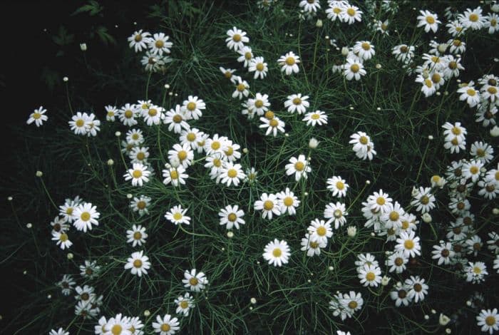 marguerite 'Chelsea Girl'