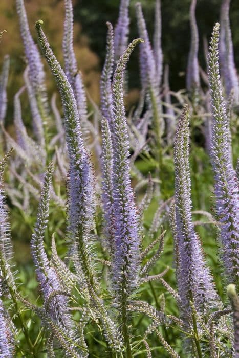 Culver's root 'Lavendelturm'