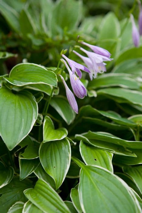 small-leaved plantain lily