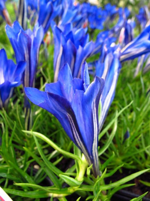 gentian 'Blue Silk'