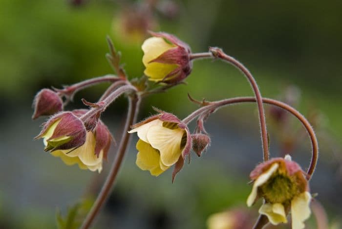 water avens 'Cream Drop'