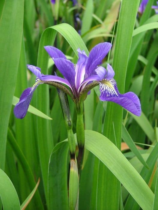 iris 'Dark Aura'