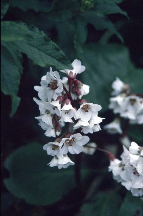 Elephant's ears 'Silberlicht'