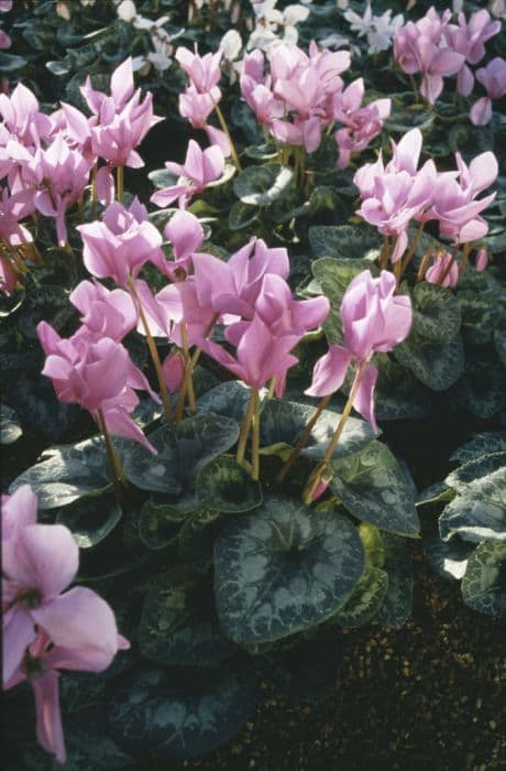 cyclamen 'Halios Violet'