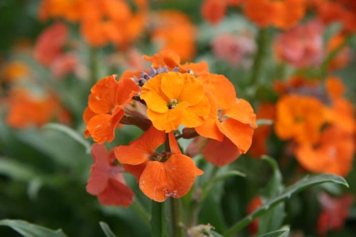 wallflower 'Apricot Twist'