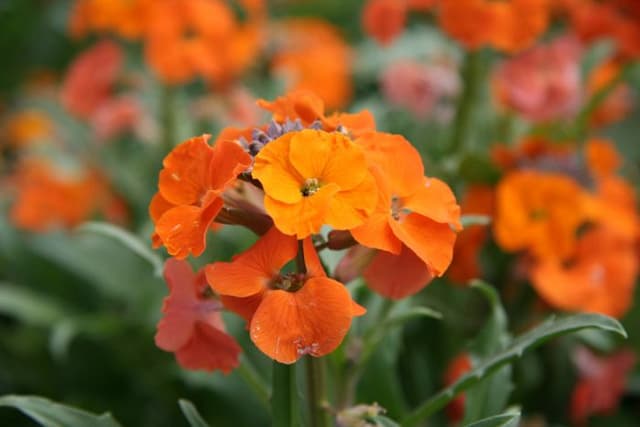 Wallflower 'Apricot Twist'