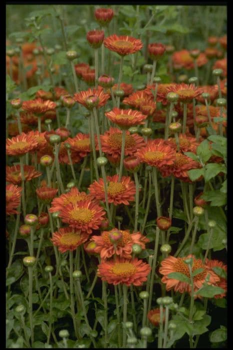 chrysanthemum 'Pennine Jude'