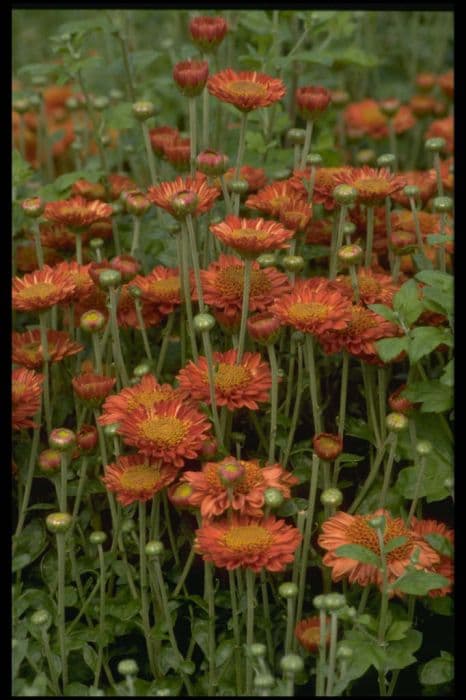 Chrysanthemum 'Pennine Jude'