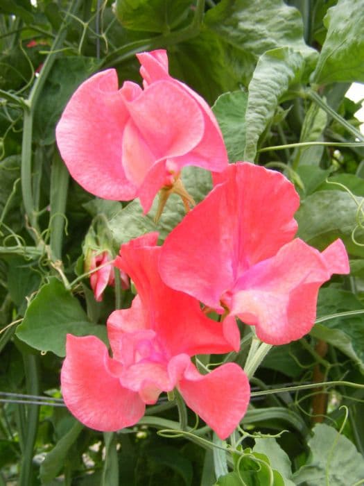 sweet pea 'Restormel'