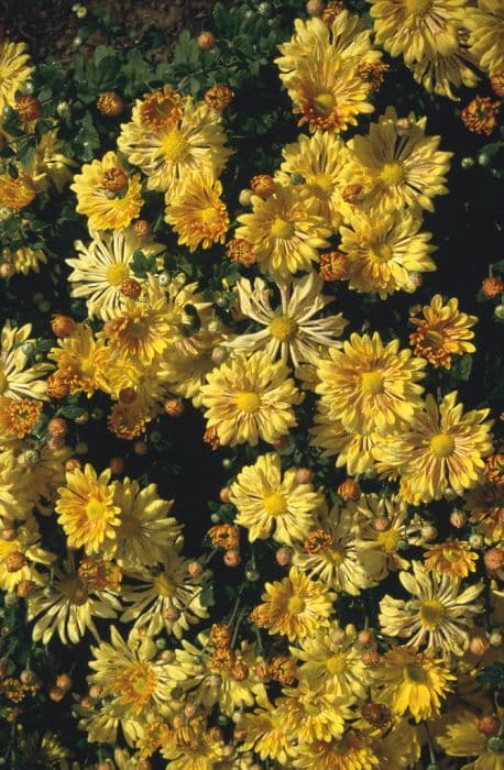 chrysanthemum 'Yellow Starlet'