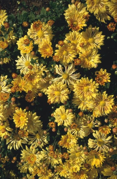 Chrysanthemum 'Yellow Starlet'