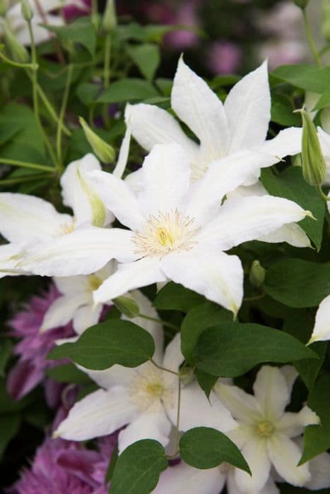 clematis 'Roko-Kolla'