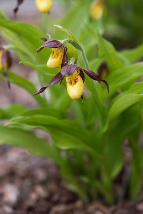 Downy small-flowered lady's slipper orchid
