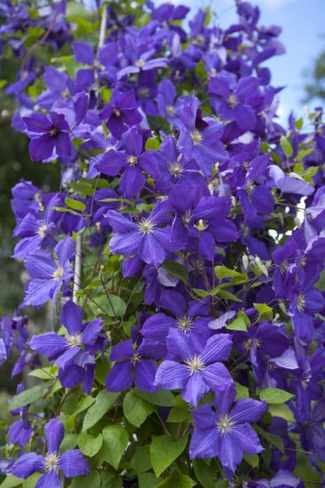 clematis 'Jackmanii Superba'