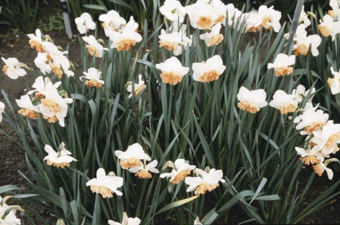 daffodil 'Precocious'