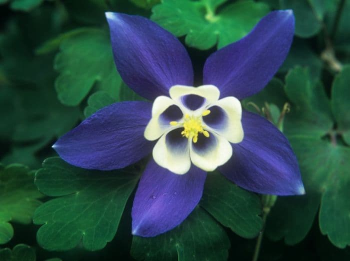 columbine [Spring Magic Blue and White]