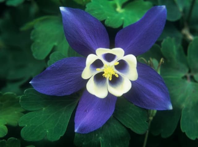 Columbine [Spring Magic Blue and White]