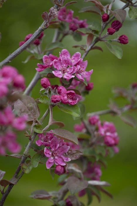 crab apple 'Harry Baker'