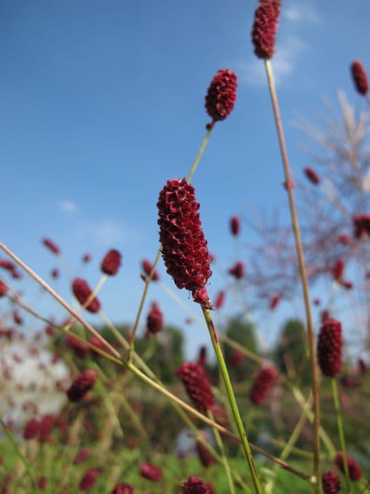 great burnet 'Red Thunder'