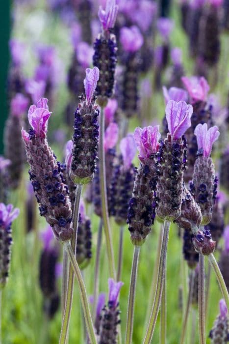 lavender 'Purple Emperor'