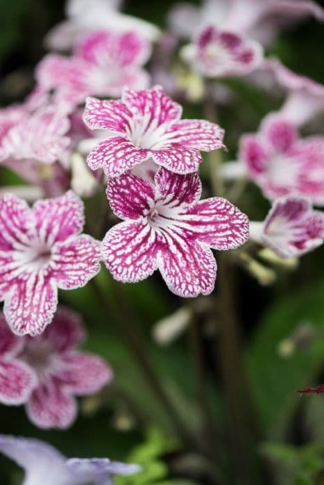 Cape primrose 'Polka-Dot Red'