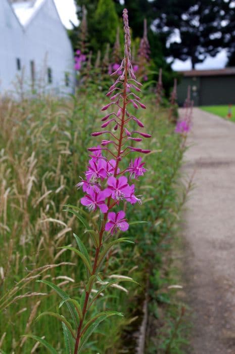 Rosebay willowherb