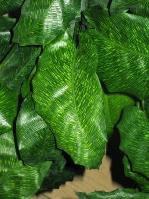 Calathea Musaica 'Pp0005'