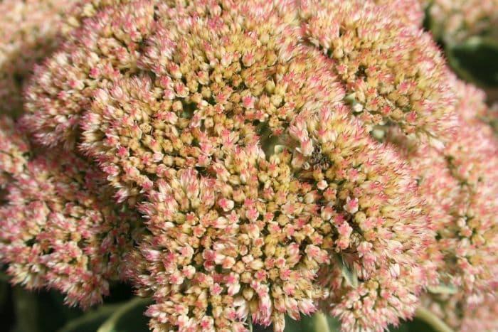 stonecrop 'Lajos'