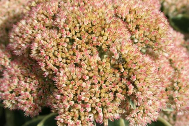 Stonecrop 'Lajos'