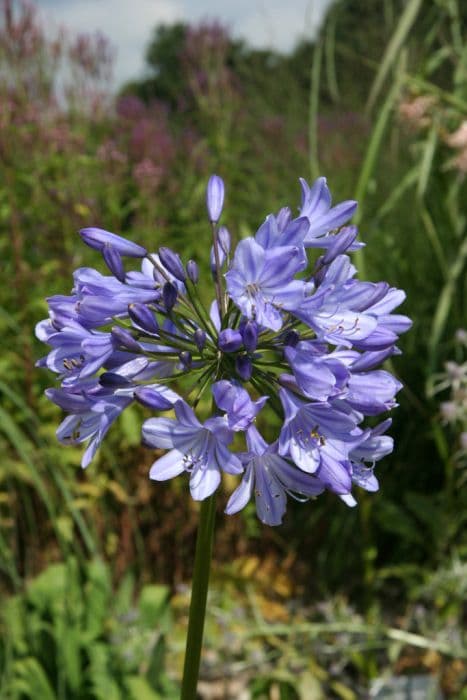 Narrow-leaved African lily