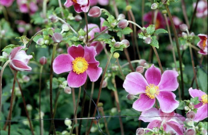 Japanese anemone 'Splendens'