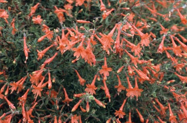 California fuchsia 'Dublin'