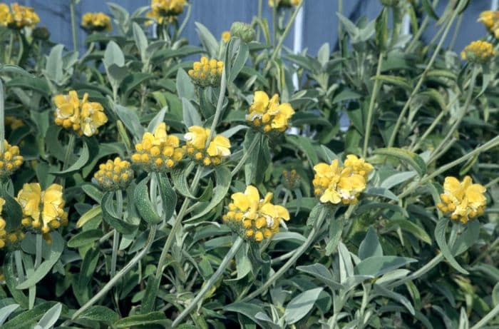 Jerusalem sage