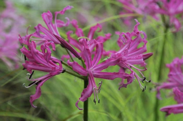 Bowden lily 'Isabel'