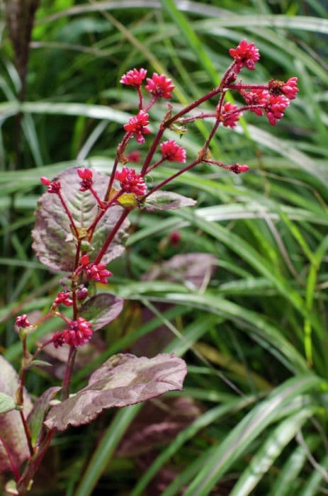 knotweed 'Indian Summer'